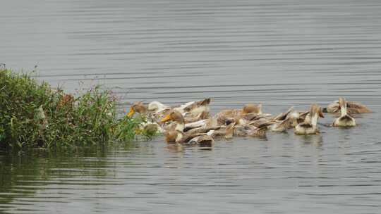 一群鸭子在水中觅食