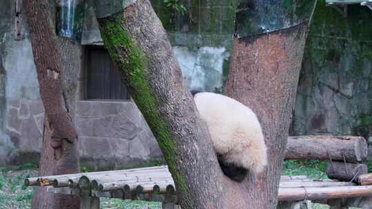 爬树的大熊猫视频素材模板下载