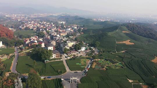 杭走茶山采茶叶茶叶种植山村