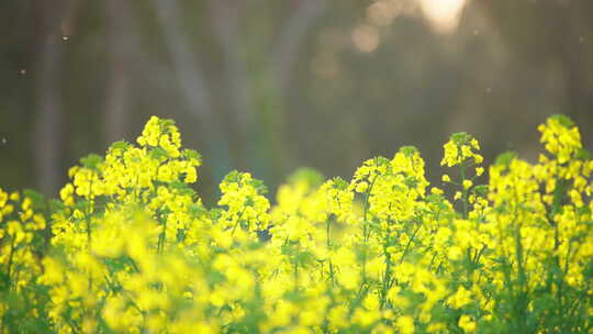 油菜花田黄色春日时光