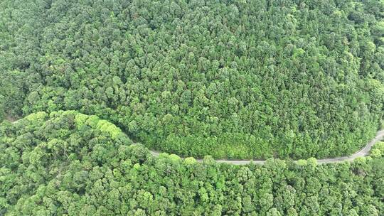 森林公路航拍山路树林道路俯拍林间道路风景视频素材模板下载