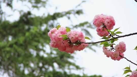 春分时节盛开的日本晚樱花实拍