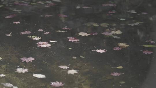 水面落叶水中枫叶LOG素材