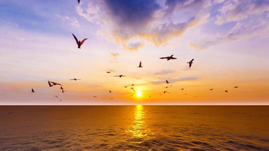大自然和谐生态-海鸥自由飞翔视频素材模板下载