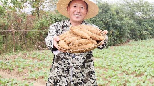 毛山药素材