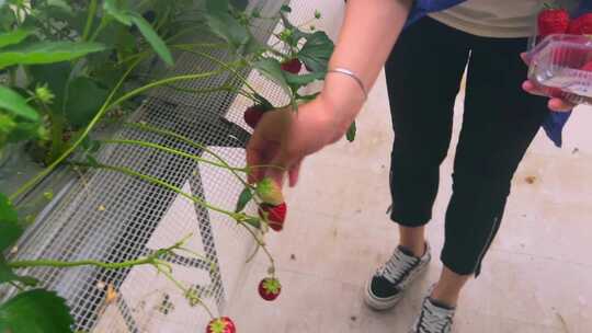 现代农业草莓种植