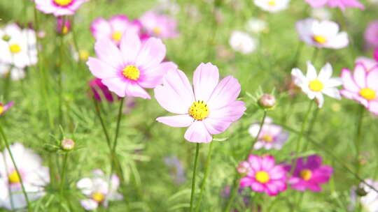 秋英波斯菊大波斯菊格桑花格桑梅朵