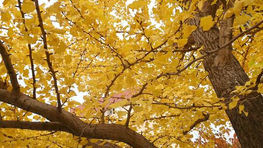 秋天的银杏树金黄的树叶