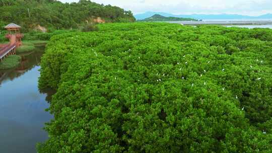 江门红树林 海边红树林 候鸟 栖息地航拍