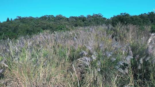 狗尾巴草空镜 夏芦苇 风吹芦苇 海边芦苇