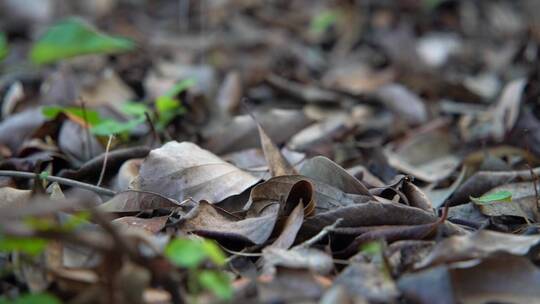 慢镜头秋天枯叶-细雨中的落叶-雨滴空镜头