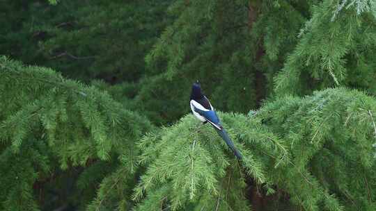 翠绿树林枝头鸣叫的喜鹊