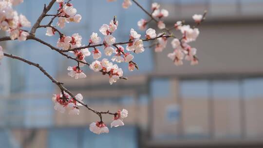 春天在盛开的杏花上采蜜的蜜蜂