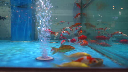 鱼缸里游动的鲤鱼3视频素材模板下载