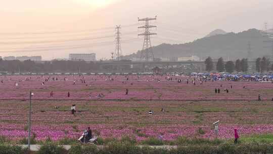 中国广东省中山市南朗街道崖口花海