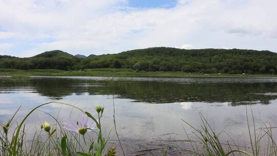 实拍1080P120牛风光山水草原湖泊河视频素材