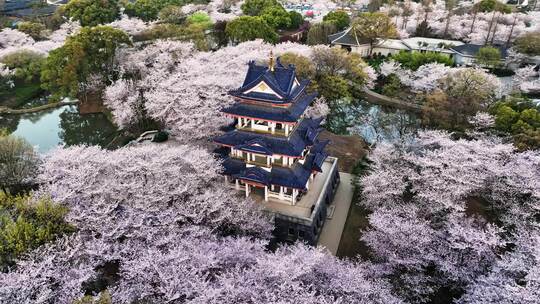 江苏 无锡 太湖 鼋头渚樱花 春天 旅游