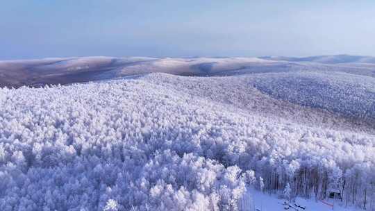 内蒙古大兴安岭雪森林250104 (5)