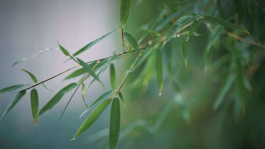 雨天丰庆公园