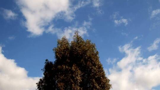 蓝天中的树、风和云