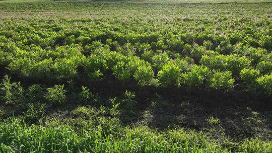 航拍中草药种植基地田野