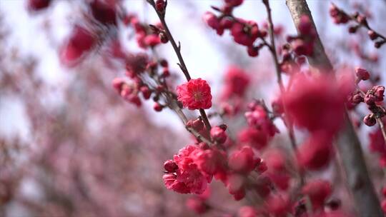 特写海棠花朵 花骨朵视频素材模板下载