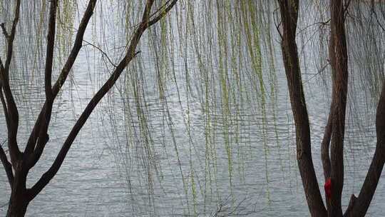 春天柳树发芽柳枝随风摆动