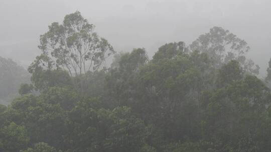 森林暴雨风吹打树木下雨天狂风树林树枝摇摆视频素材模板下载