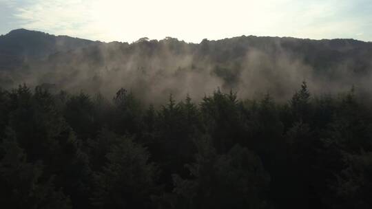 在薄雾笼罩的森林中缓慢的空中旅行