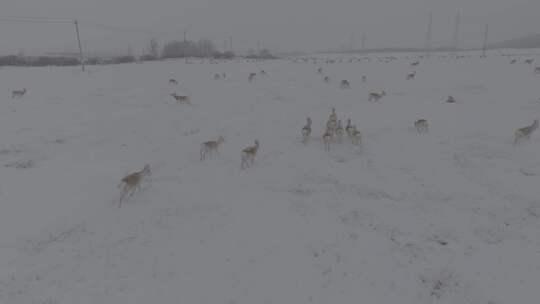 冬天雪地里来了野生黄羊