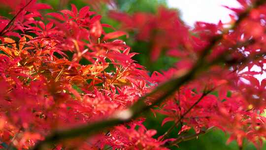 秋天江南园林庭院里枝繁叶茂的红色枫叶