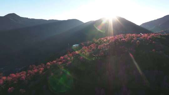 合集-大理无量山樱花谷茶园里的樱花