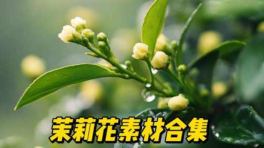 茉莉花精品素材