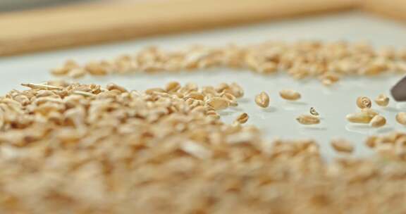 小麦籽粒质量控制的实验室分析