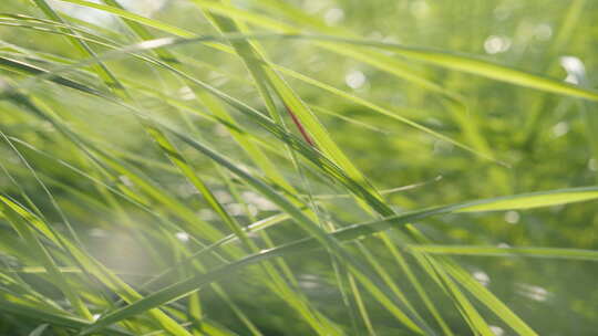 春天清晨阳光穿过草丛微风视频素材模板下载