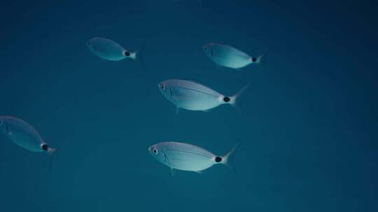 鱼，海洋生物，游泳，海洋