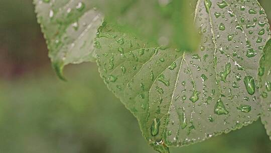 下雨后的绿色树叶与雨滴露水特写