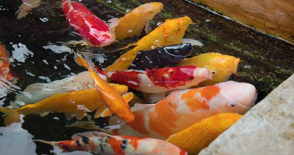 游客喂食水池里的锦鲤8k实拍素材