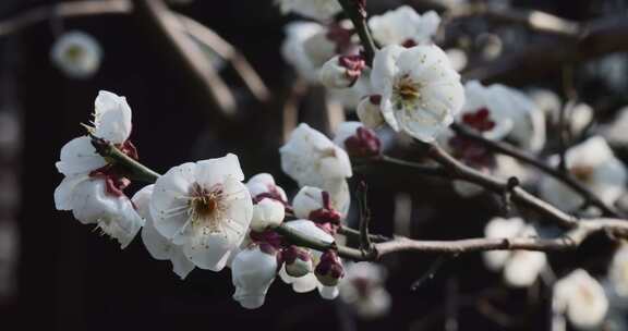 特写白梅花枝