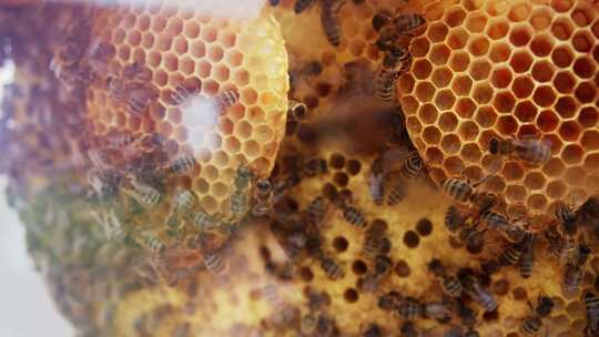 蜜蜂蜂巢视频素材模板下载