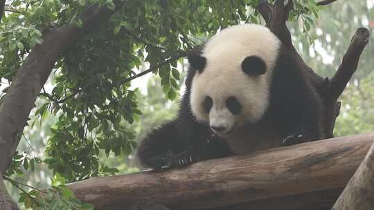 大熊猫视频素材模板下载