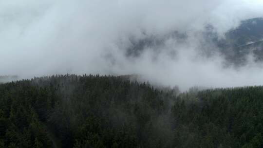 白天浓雾中茂密的森林