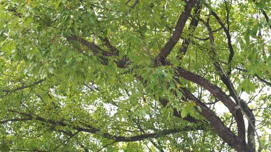 茂密树木枝叶繁茂景象