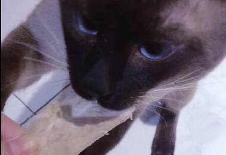 蓝眼猫猫搭着手吃鸭胸肉