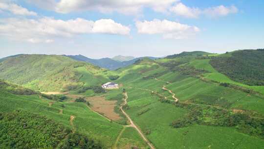 浙江金华东白山婺越高山茶园自然风光航拍