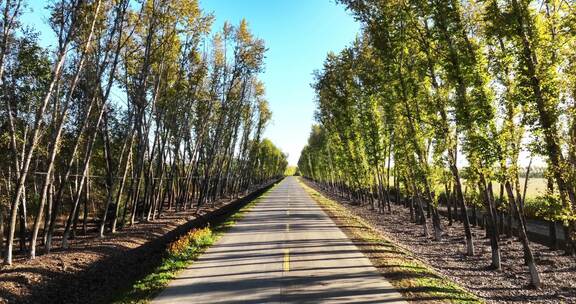 两边是白桦树的乡村道路航拍