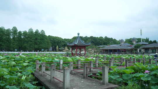 武汉东湖磨山景区盆景园