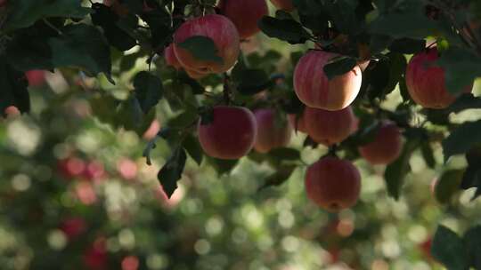 苹果园 苹果树 红苹果 香甜