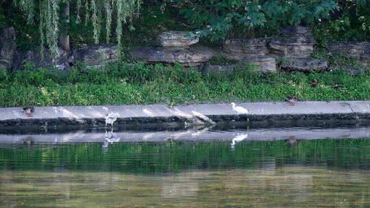 4K升格实拍自然风光河里觅食的野生动物白鹭