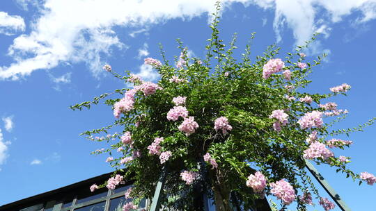 花朵鲜花三角梅花园公园